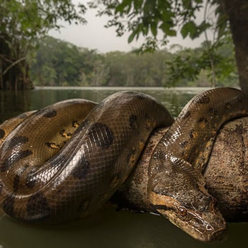 Care sunt cele mai periculoase animale din fluviul Amazon