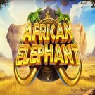Pacanele bune: African Elephant